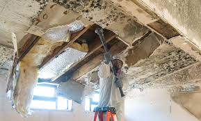 Why You Should Choose Our Mold Remediation Services in New Franklin, OH